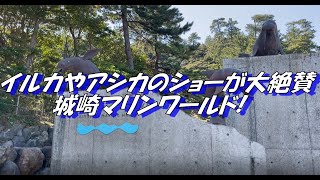 【なんば発】イルカやアシカのショー、海洋生物やイルカとの触れ合い体験もできる城崎マリンワールド!「香住カニ・甘エビ丼」の昼食と懐かしさを感じるレトロな城崎温泉街を満喫!