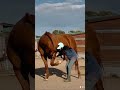 bowing king ❤️ libertyhorsemanship hearthorse equestrian libertyhorse ilovemyhorse horsetricks