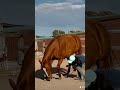 bowing king ❤️ libertyhorsemanship hearthorse equestrian libertyhorse ilovemyhorse horsetricks