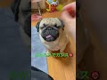 【パグ】お豆さんと一緒。 パグ pug shorts 日常 癒し 犬のいる暮らし