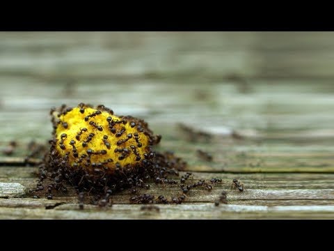 Natural Ways To Get Rid Of Ants Without Using Pesticide Natural Ways To Get Rid Of Ants Without Using Pesticide