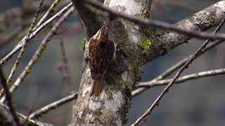 Brown Creeper   HD 1080p