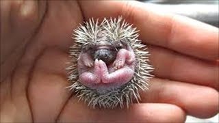 【ハリネズミの魅力全部見せます】赤ちゃん・入浴・マッサージ・あくび・遊ぶ【Hedgehog】