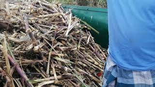 Review about F17 Sugarcane Harvester