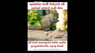 සිත රැක ගැනුම වඩා අගනේය ,පිං පිණිස නරබන්න #dhamma