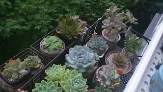 우산도 양산도 선택하지 않은 오늘의 걸이대 다육이/정말 팽나무였어요 ㅎㅎ/Succulent plants/ 다육이키우기