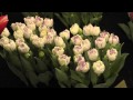 Tulips - Normandie Double Flowering Tulip