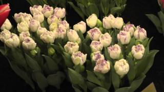 Tulips - Normandie Double Flowering Tulip