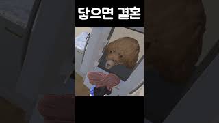 닿으면 강제결혼하는 미친게임ㅋㅋ