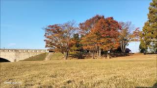 お山の杉の子