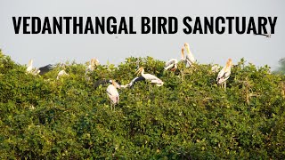 A day trip to Vedanthangal Bird Sanctuary from Chennai | வேடந்தாங்கல் பறவைகள் சரணாலயம்