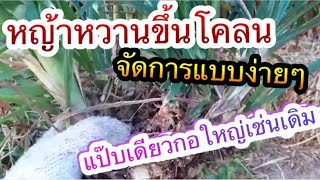 วิธีแก้ปัญหาหญ้าหวานขึ้นโคลนแบบง่ายๆ|Im Channel