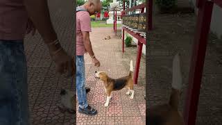 Welcoming beagle at Jiranga Tibetan buddhist monastery, Odisha