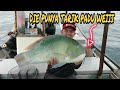 IKAN BAYAN MONSTA 5.5KG || BOTTOM FISHING 2020