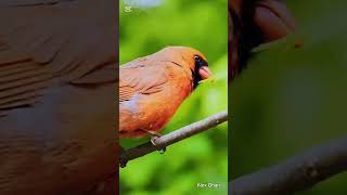 When God sends a cardinal, it's a visitor from heaven