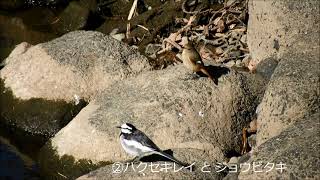 境川・川辺の小鳥たち　　イソシギ・ハクセキレイとジョウビタキ