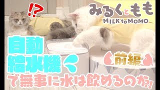 【自動給水機】動く水を飲めるかな？-前編-【みるくともも ♯１０】