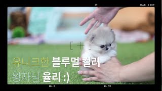 유니크한 강아지 ♥ 희귀한 컬러 \