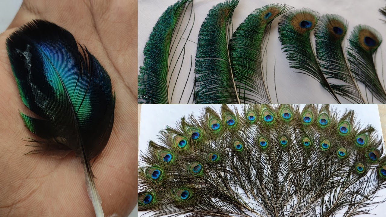 Life Cycle Of Peacock 🦚 Feathers 🔃 - YouTube