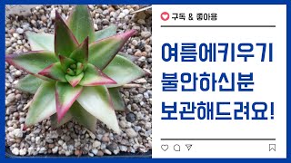 7월22일판매영상(진달래,콩,엘크)최상급들로구성,콩값이 올라가고 있네요~지나간영상언제든 문의주세요~^^