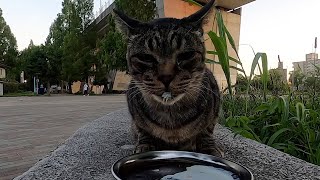 公園で寝ていたキジ猫に給餌すると美味しそうに食べた When I fed the pheasant cat sleeping in the park, I ate it deliciously.328