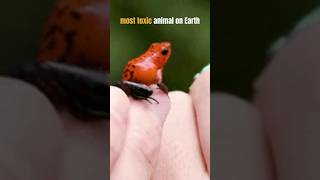 Find out why this little frog is both cute and dangerous! #facts #nature #learn #amazon #animals