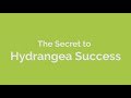 The Secret to Hydrangea Success