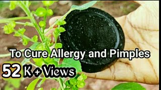 How to make Kuppaimeni Soap/ Soap for Cureing Allergy and Pimples spot/Home made soap