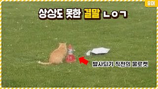 상상도 못했던 방식으로 끝나는 뜻밖의 결말들ㅋㅋㅋㅋㅋㅋㅋㅋㅋㅋㅋㅋ