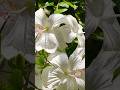 Bunch of Pink and white Hibiscus flowers #viral #subscribe #garden #trending #hibiscus