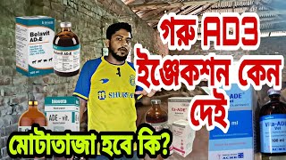 গরুকে ভিটামিন ইঞ্জেকশন কেন দেই।  আসল তথ্য জেনে নিন.!