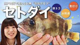 【さかな女子】タモリっていう魚が瀬戸内海にいた！捌き方、刺身、煮付けのご紹介♪｜クラハシ公式