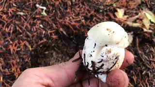 King Bolete and Matsutake Pine Mushrooms Picking Pacific Northwest