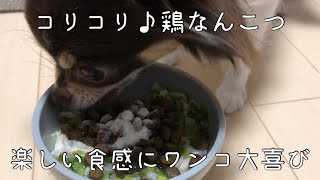 【手作り犬ごはん記録】鶏なんこつスープ／ママとお仕事／パパ遊び／食べる音／咀嚼音【チワワのチロ】Make dog food