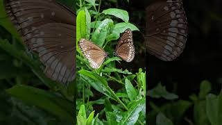 Crotoleria - Butterfly