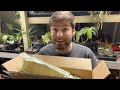 Wishlist Plant Unboxing! 🪴 (Plant Haul from the Green Escape)