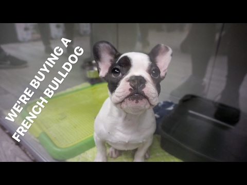 WE'RE BUYING A FRENCH BULLDOG!! WE'RE BUYING A FRENCH BULLDOG!!