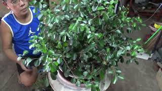 Pruning And Wiring Method Of My 27 yrs Old Murraya Exotica Bonsai Kamuning Bilog Part 1