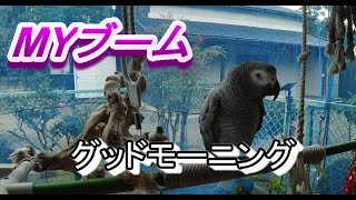 おしゃべりヨウムの朝の挨拶！　クリックのブームは継続中