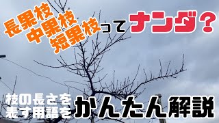 ♯212【これってナンダ？】長果枝・中果枝・短果枝を簡単解説！【初心者必見】