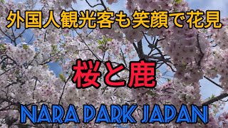 外国人観光客も笑顔で花見🌸桜と鹿【奈良公園】