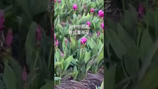 田中鎮中西路#粉紅薑荷花