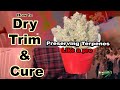 Dry Trim And Cure Your Harvest on a Professional Level At Home & Tips on Preserving Terpenes in Weed