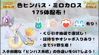 【ポケモンSV】色違いヒンバス・ミロカロス175体抽選配布〜ひとしら・最大サイズ含む豪華証多数用意～