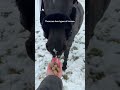 two types of horses 🐴​😂​ royalhorsemen equestrian horses