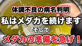 体調不良の病名が判明「私はメダカを続けます」そして、メダカの準備を急げ！