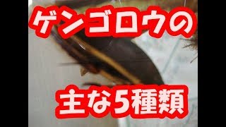 国内ゲンゴロウ　主な5種類