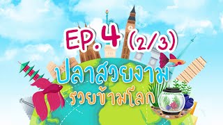 ปลาสวยงาม รวยข้ามโลก EP.4(2/3) พบกับ โปรเต้ อิทธิพงษ์ ดีวรรณ “การวาง layout ตู้ไม้น้ำอย่างไรให้ว้าว”