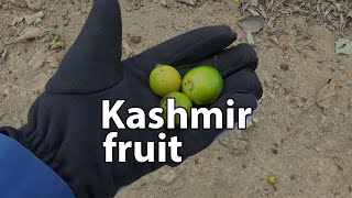 EM - Kashmir fruit