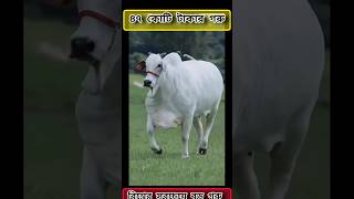 বিশ্বের সবচেয়ে দামী গরু||hamba,cow,goru #shorts #cow #viral